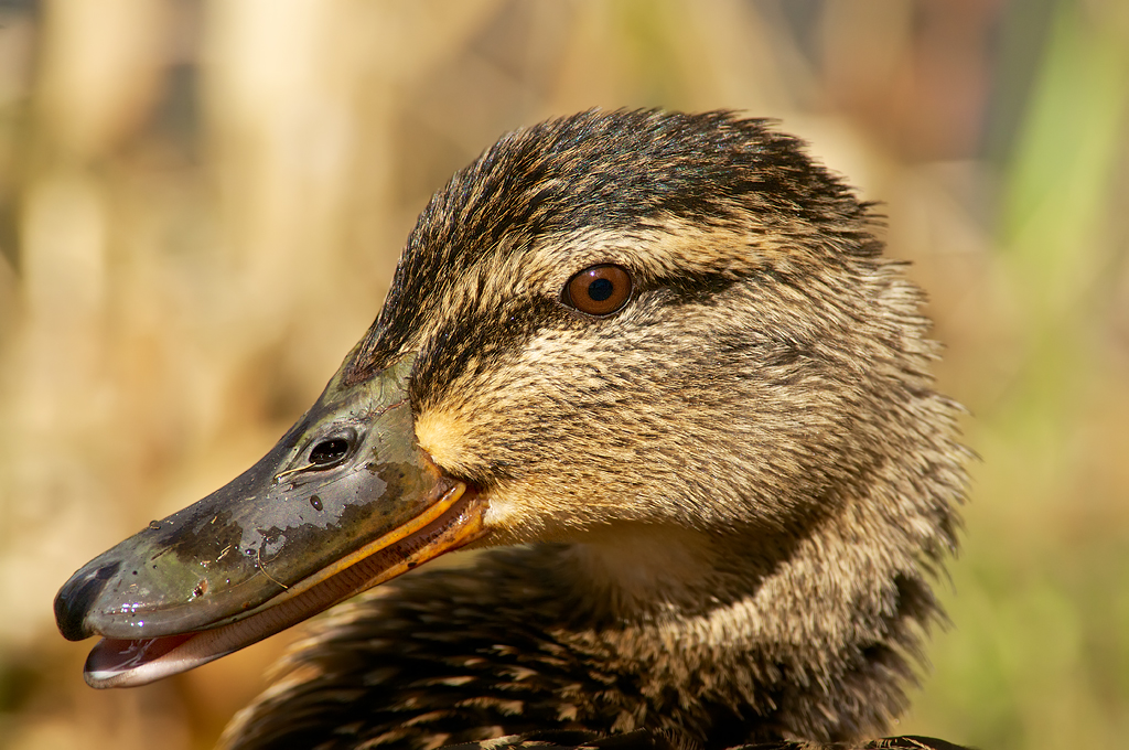 henrietta the laughing duck.jpg